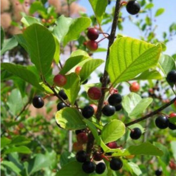 Baies de Nerprun - 100g Baies de Nerprun - 100g