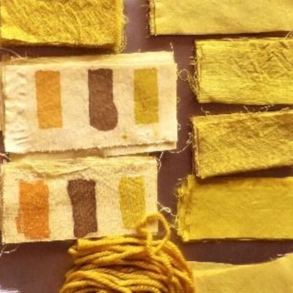 Sophora japonica Sophora japonica