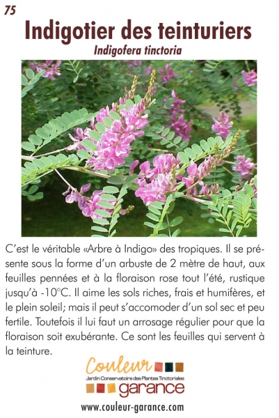 Indigotier des teinturiers Indigotier des teinturiers