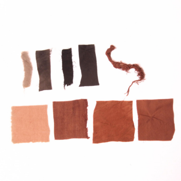 acacia catechou acacia catechou