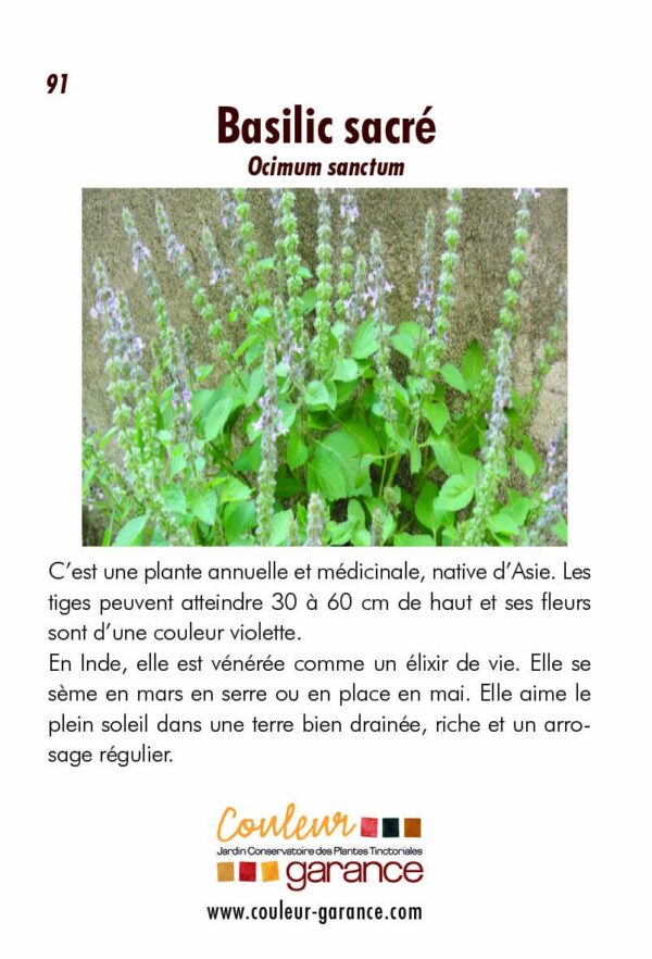 Basilic sacré Basilic sacré