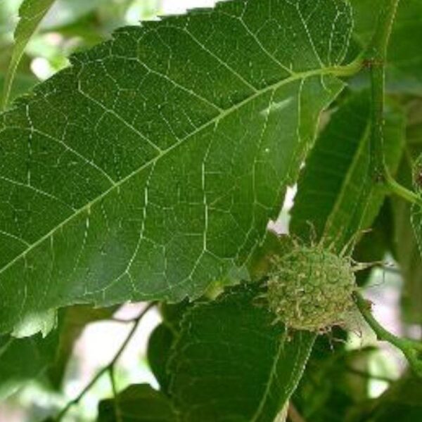 Bois Jaune - 250g Bois Jaune - 250g