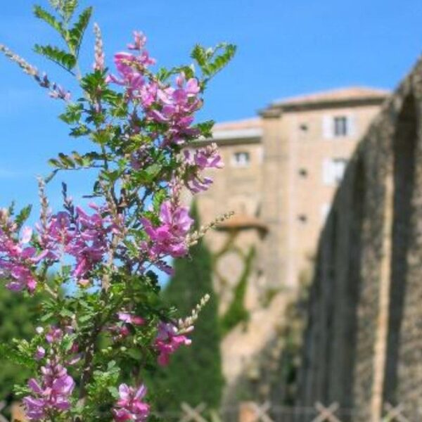 Indigo polygonum Indigo polygonum