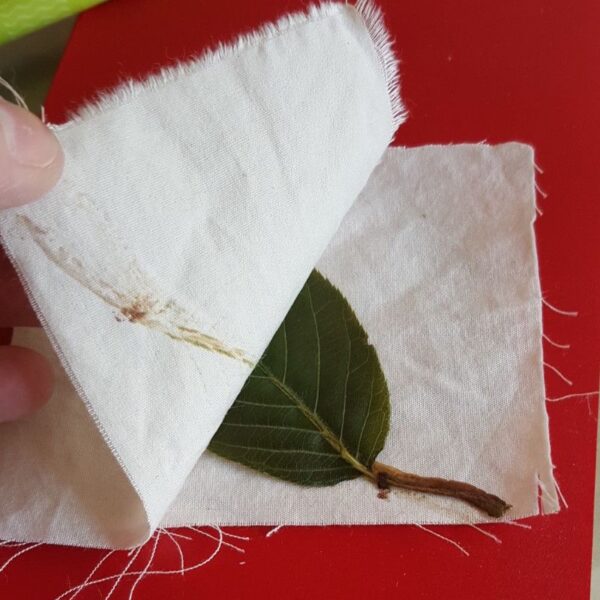 Formation d'animateurs mise en place d'ateliers autour de la couleur végétale - 5 jours