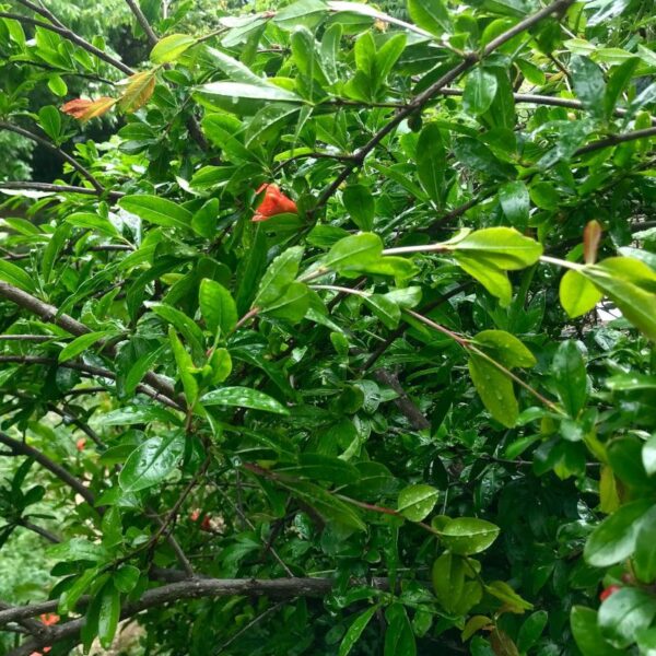 Extrait de grenade- 100g Extrait de grenade- 100g