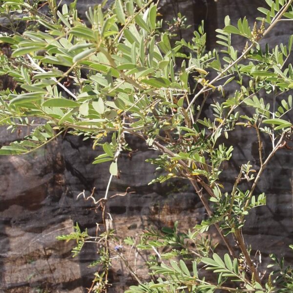 Indigotier poudre - 100g Indigotier poudre - 100g