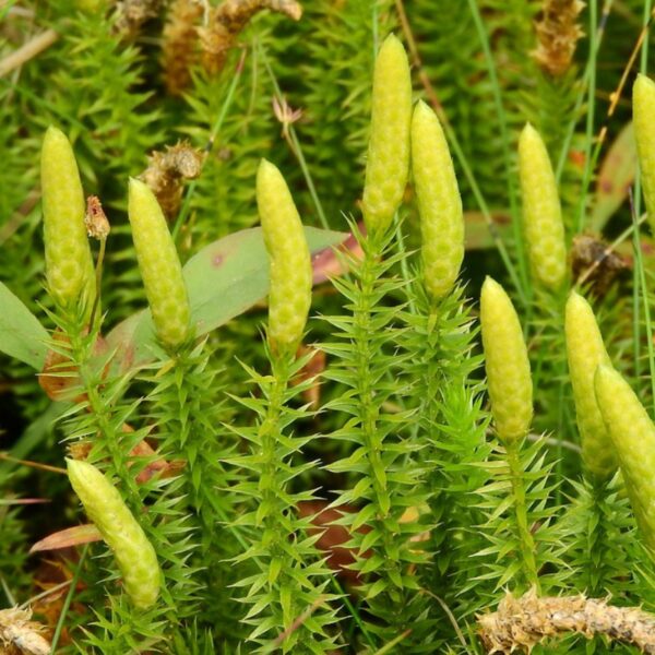 Lycopode - 100g Lycopode - 100g