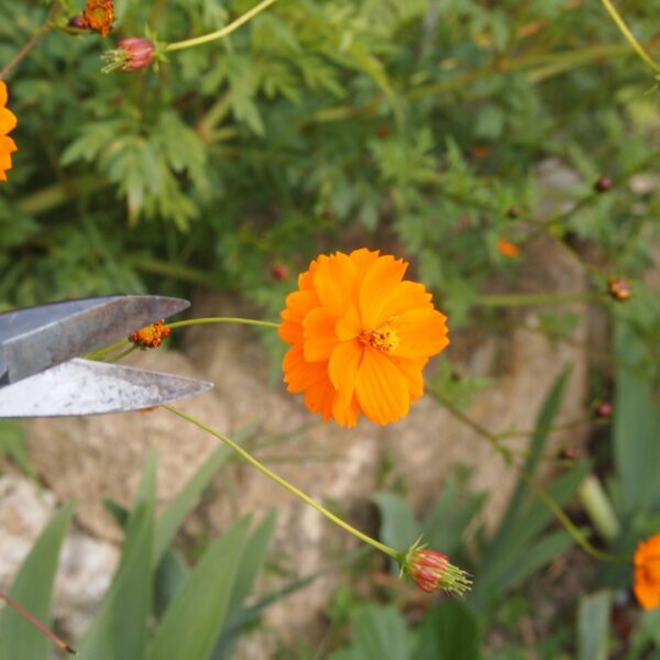 Formation De la botanique à la teinture végétale - 5 jours Formation De la botanique à la teinture végétale - 5 jours