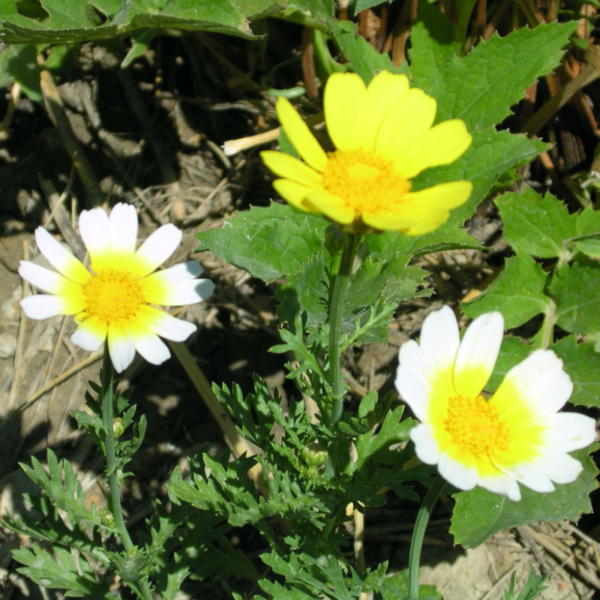 Chrysanthème
