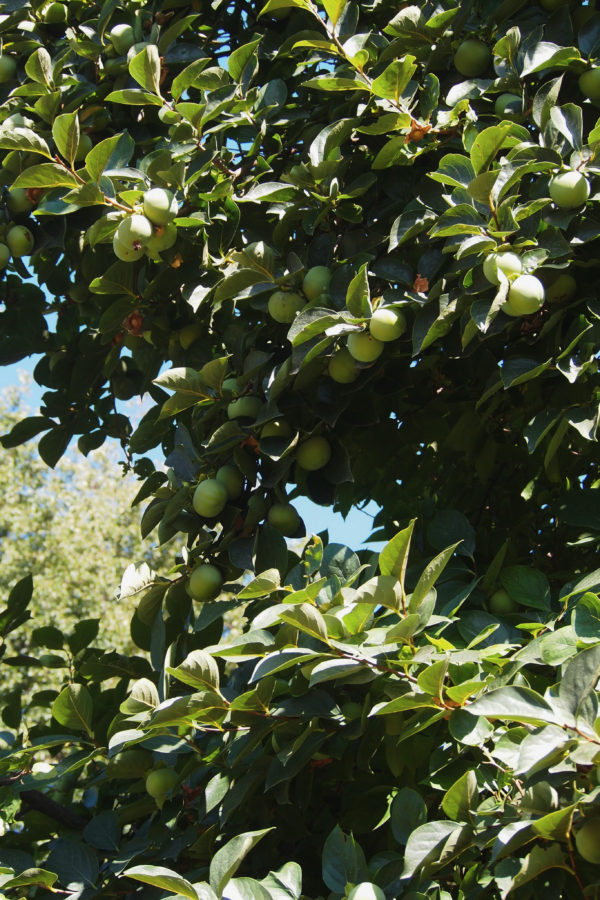 DSCF0154 16 DSCF0154 16